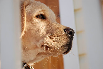 Dog, sweet, pay, dogs, puppies, cute, beautiful, beauty, playful, playful dog, puppy, dog face, pretty, animals, face, bubbles, lovely HD wallpaper