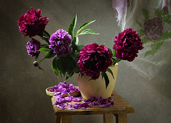 Still Life, peonies, petals, peony, nature, flowers HD wallpaper