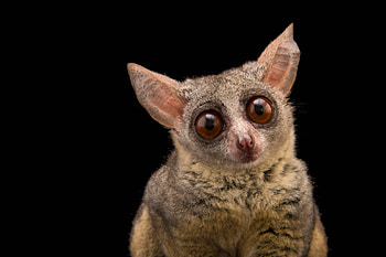 Bush Baby (Galago), Joel Sartore wildlife graphy, Adorable primate, Ani099 00085 HD wallpaper