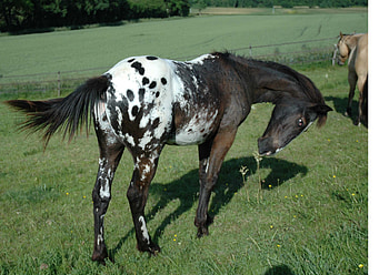 beautiful apaloosa, horses, horse, apalossa, black and white HD wallpaper