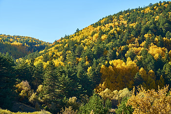 Trees, forest, hill, autumn HD wallpaper