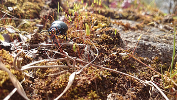 Bug, Beetle, Nature, Autumn HD wallpaper