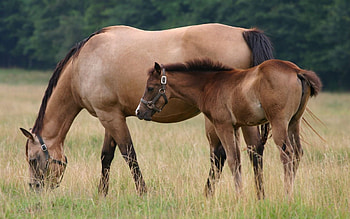 Horses, horse, nature, animals HD wallpaper