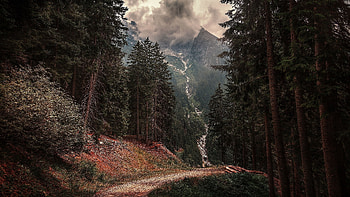 Path in the mountains among the pines, nature, the mountains among the, pines, Path in HD wallpaper