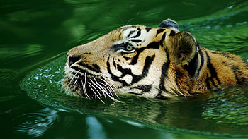 Tiger, animal, water, green HD wallpaper