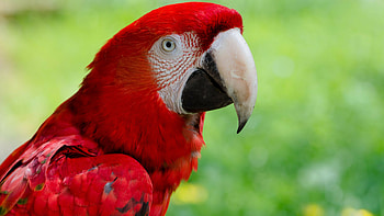 Macaw, Parrots HD wallpaper