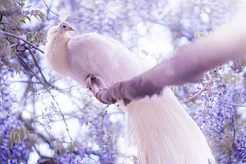 White, Peacocks HD wallpaper