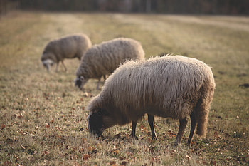 Animals, Sheep, Farm, Pasture, Sheeps HD wallpaper
