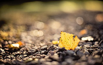 Stones, Autumn, Macro, Blur, Smooth, Sheet, Leaf HD wallpaper