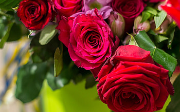 Red roses, Roses, Flowers, Red, Garden HD wallpaper