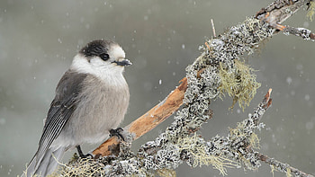 Canadian Jay, winter, pasari, bird, iarna HD wallpaper