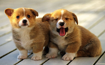 Animals, Sit, Couple, Pair, Muzzle, To Yawn, Yawn, Puppies HD wallpaper