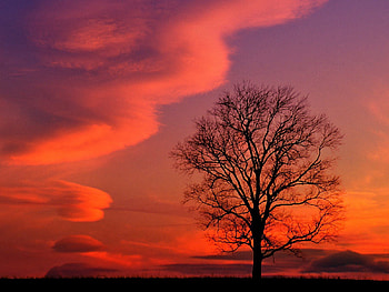 Nature, Sunset, Sky, Clouds, Wood, Tree, Evening, Kentucky HD wallpaper