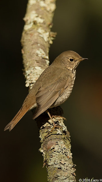 Brown, Bird HD phone wallpaper