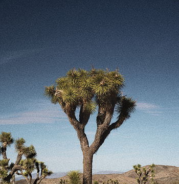 Joshua Tree, nature HD phone wallpaper