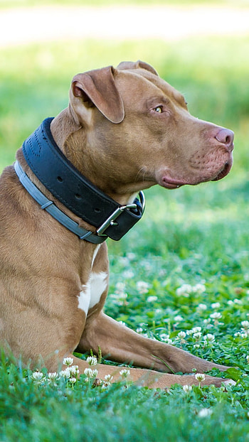 Pitbull Dog, American, Pitbull HD phone wallpaper