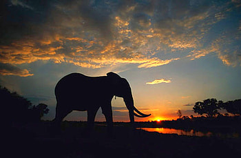 Elephant at Sunset, beautiful, , elephant, sunset HD wallpaper