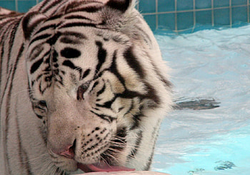 tiger up close, close, tiger, big, cats, up, licking, water HD wallpaper