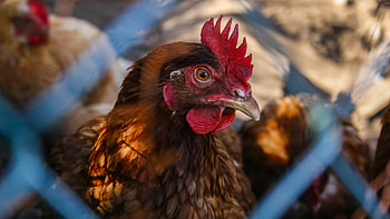 Coop companions, Chickens gathering, , Serene and scenic HD wallpaper