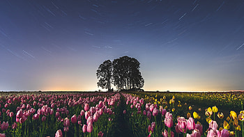 Hold Still, Dusk, Fields, Flowers, Nature, Spring HD wallpaper