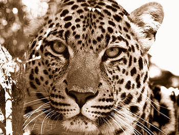 Leopard's head, head, feline, leopard, wildlife HD wallpaper