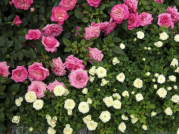 Plants, Flowers, Roses HD wallpaper