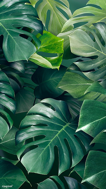 Monstera, Leaves HD phone wallpaper