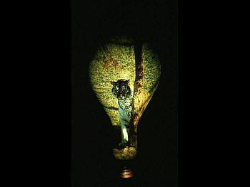 Tiger in Bulb, cool, tiger, in bulb HD wallpaper