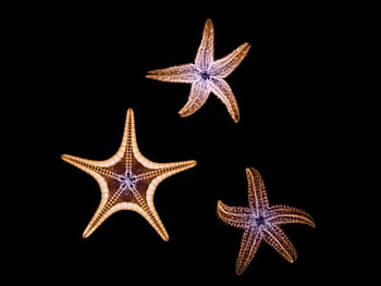 Glowing Starfish, starfish, black, glowing HD wallpaper