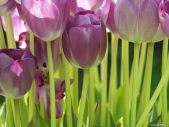 Plants, Flowers, Background, Tulips HD wallpaper
