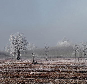 Landscape, Winter, Nature, Trees, Field, Frost HD wallpaper