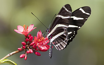 Heliconid Butterfly, animal, heliconid, butterfly, insect HD wallpaper