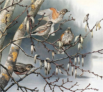 Teppo Terä (Finnland) DETAIL), animal, teppo tera, painting, bird, art, tree HD wallpaper