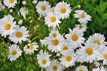 Flowers, Grass, Camomile, Petals HD wallpaper