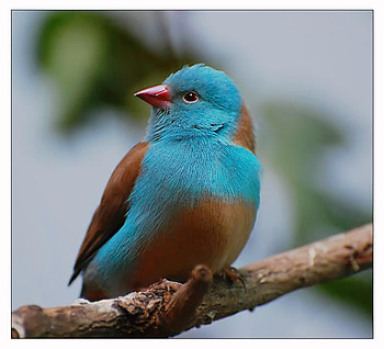 Red-cheeked Cordon-bleu, branch, bird, cute, beautiful, lovely HD wallpaper