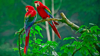 Red And Green Macaw HD wallpaper