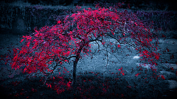 Red Leaves Tree , tree, leaves, nature HD wallpaper