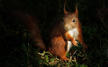 LITTLE NIGHT BROWSER, foraging, wildlife, woodland creatures, rodents, forests, night time HD wallpaper