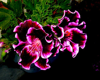 Pink Flash, pink, flower HD wallpaper