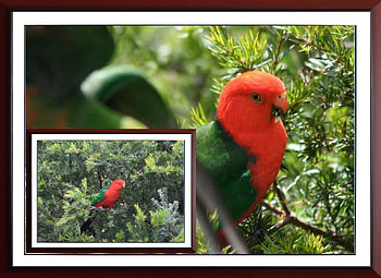 FRAMED PARROTS, BIRDS, NATURE, PRAMED HD wallpaper