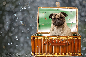 Animals, Sit, Dog, Basket HD wallpaper