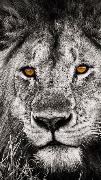 Lion , Black And White, Background HD phone wallpaper