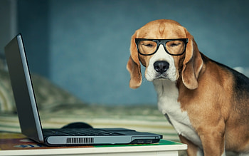 Beagle Funny, dog, animals, beagle HD wallpaper