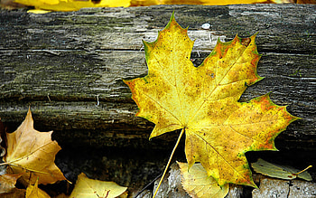 Gold Leaf, Windows macro graphy, fall HD wallpaper