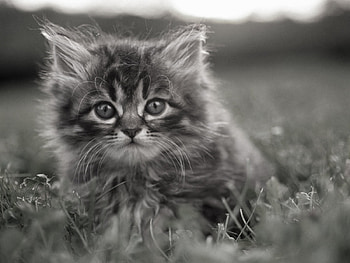 Animals, Cats HD wallpaper