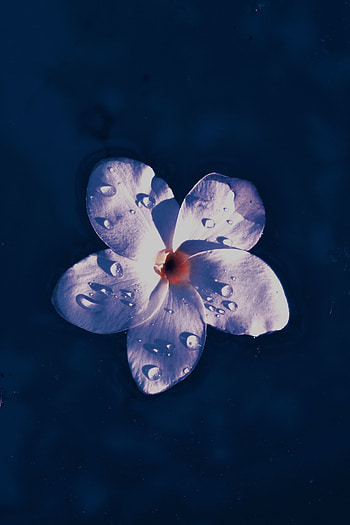 White Flower, drops, water HD phone wallpaper