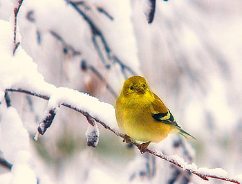 Winter Finch, winter, bird, finch, snow, branches, trees, yellow and black HD wallpaper