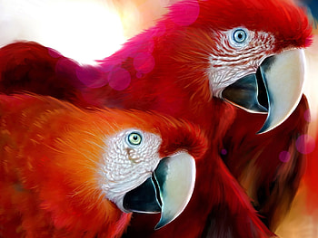 Animals, Birds, Art, Parrots HD wallpaper