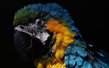 Animals, Birds, Parrots, Feather HD wallpaper