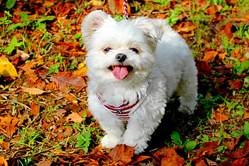 ADORABLE CUTENESS, puppy, white, field, autumn, adorable, fluffy HD wallpaper
